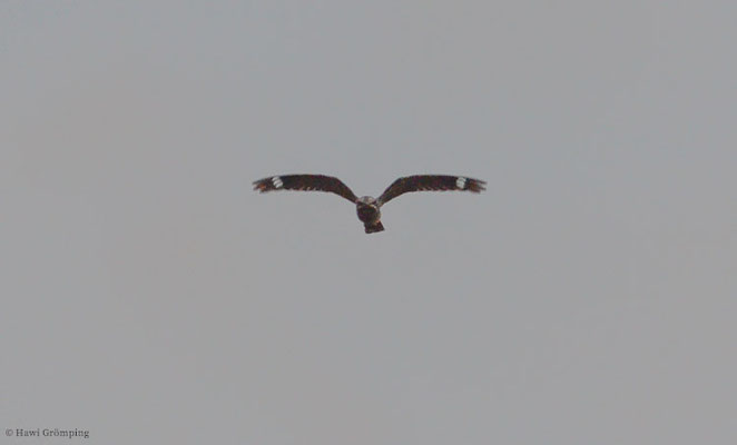 ZIEGENMELKER, NIGHTJAR, CAPRINULGUS EUROPAEUS