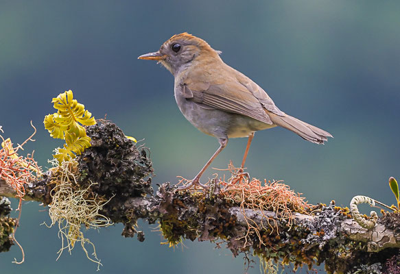 BERGMUSENDROSSEL, RUDDY-CAPPED NIGHTINGALE-TRUSH, CATHARUS FRANTZII