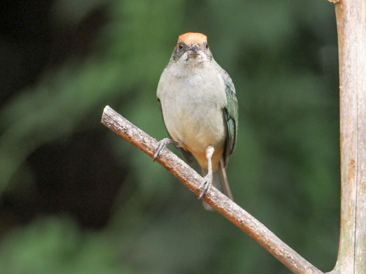 Rotscheiteltangare, Scrub Tanager - Tangara vitriolina