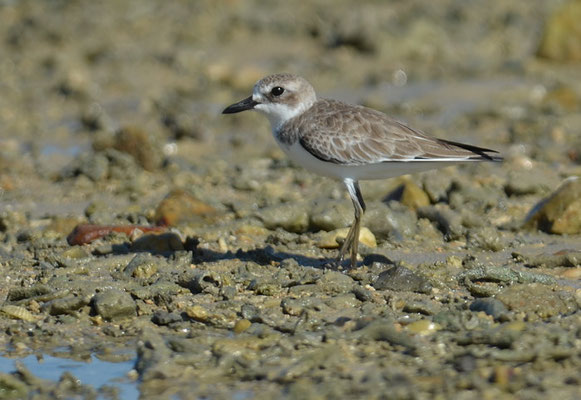 MONGOLENREGENPFEIFER, LESSER SAND PLOVER, CHARADRIUS MONGOLUS