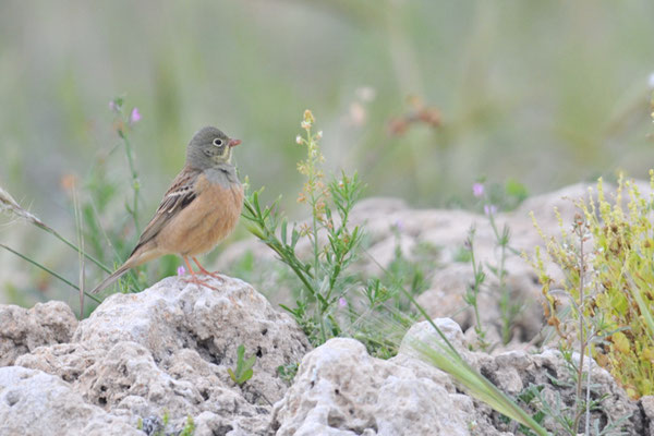 ORTOLAN, ORTOLAN BUNTING, EMBERIZA HORTULANA