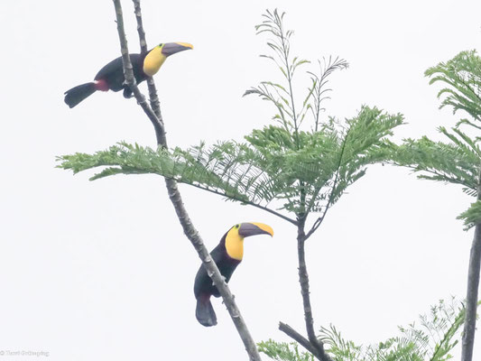 Goldkehltukan, Yellow-throated Toucan - Ramphastos ambiguus