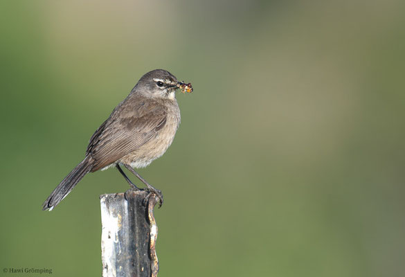 KARRUHECKENÄNGER, KAROO SCRUB ROBIN, CERCOTRICHAS CORYPHOEUS