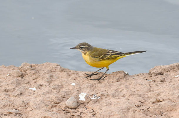 IBERISCHE SCHAFSTELZE, YELLO WAGTAIL, MOTACILLA IBAERIAE