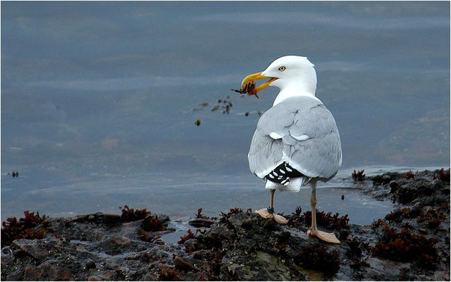 SILBERMÖWE, HERRING GULL, LARUS ARGENTATUS