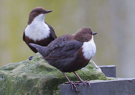 WASSERAMSEL, DIPPER, CINCLUS CINCLUS