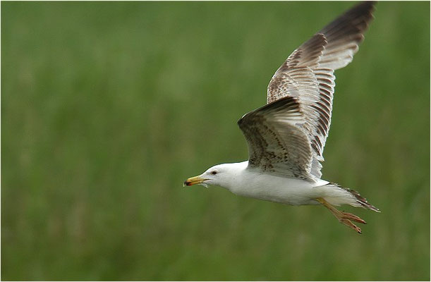 MITTELMEERMÖWE, YELLOW-LEGGED GULL, LARUS MICHAHELLIS