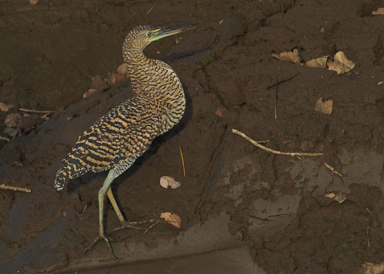 NACKTKEHLREIHER, BARE-THROATED TIGER-HERON, TIGRISOMA MEXICANUM