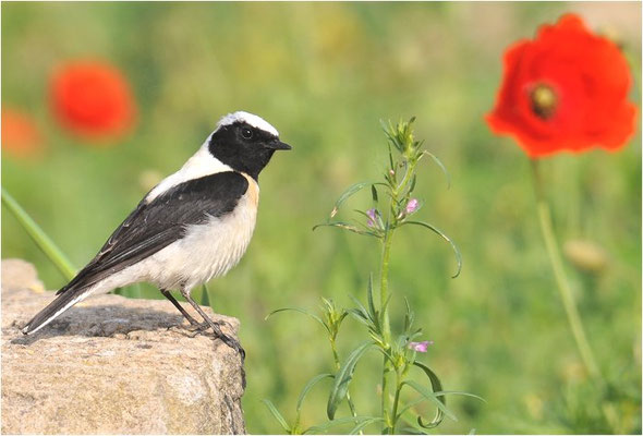 BALKANSTEINSCHMÄTZER, EASTERN BLACK-EARED WHEATEAR, OENANTHE MELANOLEUCA