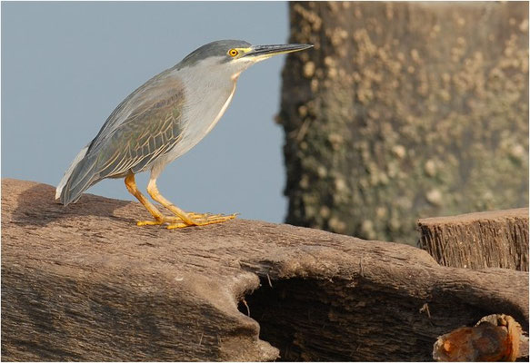 MANGROVENREIHER, STRIATED HERON, BUTORIDES STRIATUS