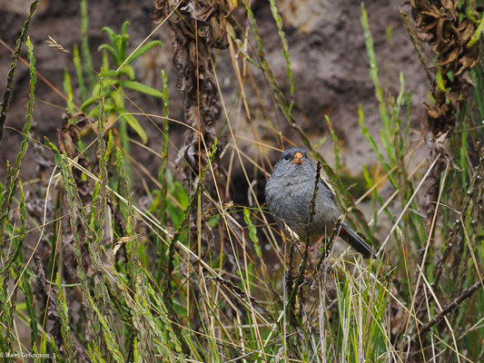 SCHLANKSCHNABELSAMENFRESSER, PARAMO SEEDEATER - CATAMENIA HOMOCHROA