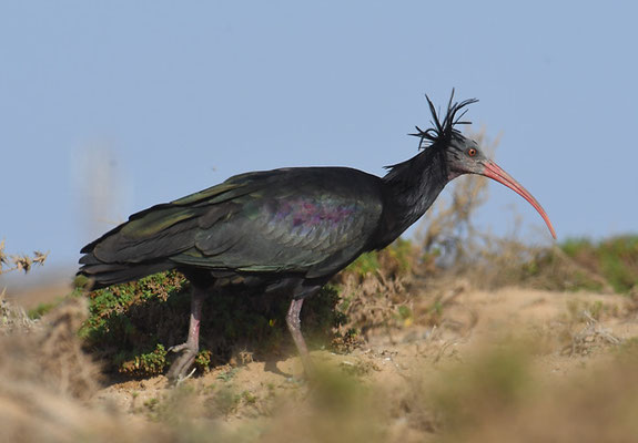 WALDRAPP, BALD IBIS, GERONTICUS EREMITA