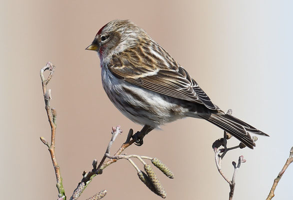 TAIGABIRKENZEISIG, COMMON REDPOLL, ACANTHIS FLAMMEA