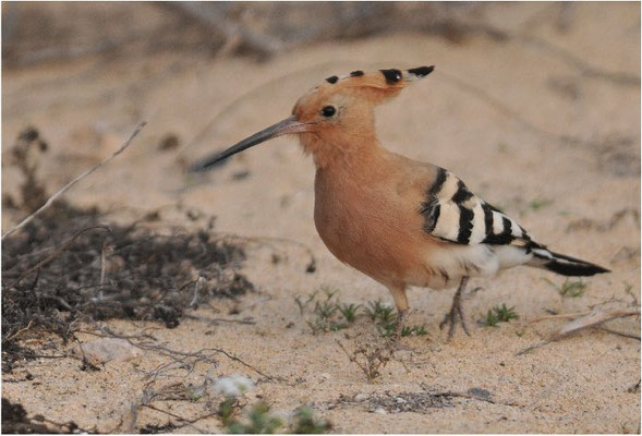 WIEDEHOPF, HOOPOE, UPUPA EPOPS