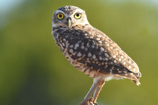 KANINCHENKAUZ, BURROWING OWL, ATHENE CUNICULARIA