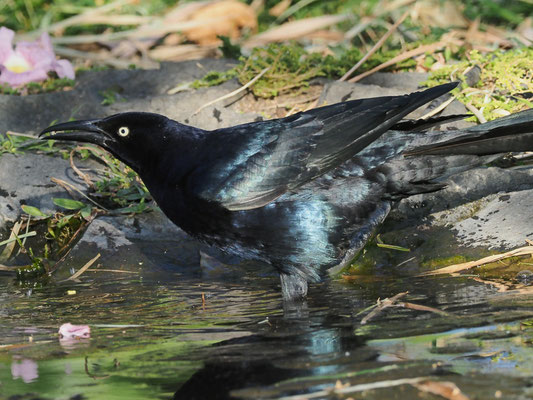 DOHLENGRACKEL, GREAT-TAILED GRACKLE, QUISCALUS MEXICANUS