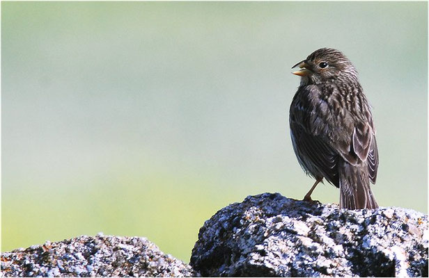 GRAUAMMER, CORN BUNTING, EMBERIZA CALANDRA