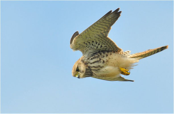 TURMFALKE, KESTREL, FALCO TINNUNCULUS