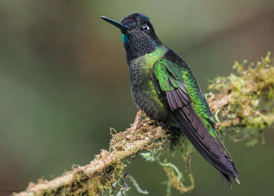 TALAMANCA-KOLIBRI, ADMIRABLE HUMMINGBIRD, EUGENES SPECTABILIS