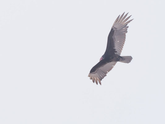 Rabengeier, Black Vulture - Coragyps atratus