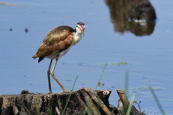 ROTSTIRNBLATTHÜHNCHEN, WATTLED JACANA, JACANA JACANA