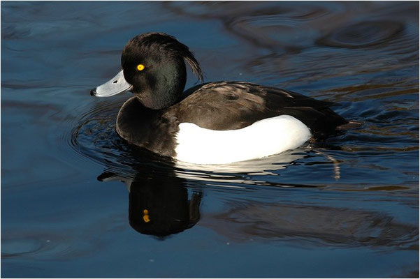 REIHERENTE, TUFTED DUCK, AYTHYA FULIGULA