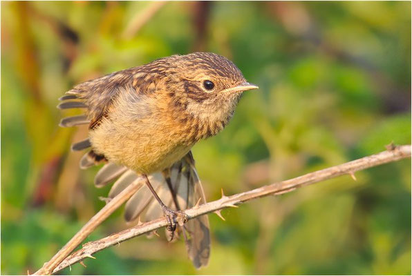 SCHWARZKEHLCHEN, STONECHAT, SAXICOLA TORQUATUS