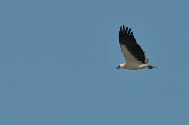 WEISSBAUCHSEEADLER, WHITE-BELLIED SEA EAGLE, HALIAEETUS LEUCOGASTER