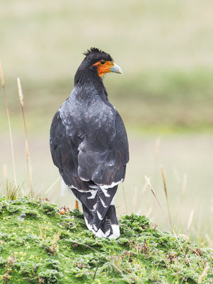 STREIFENKARAKARA, CARUNCULATED CARACARA - PHALCOBOENUS  CARUNCULATUS