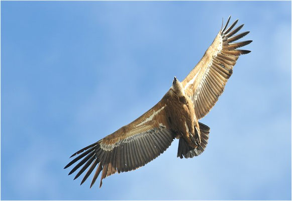 GÄNSEGEIER, GRIFFON VULTURE, GYPS FULVUS