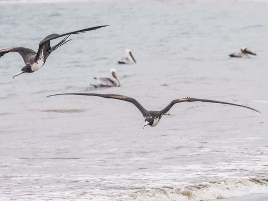 Prachtfregattvogel, Magnificent Frigatebird - Fregata magnifcens