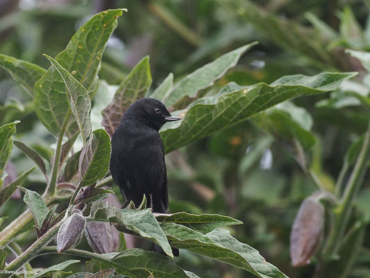 SCHWARZBAUCH-HAKENSCHNABEL, BLACK FLOWERPIERCER- DIGLOSSA HUMERALIS