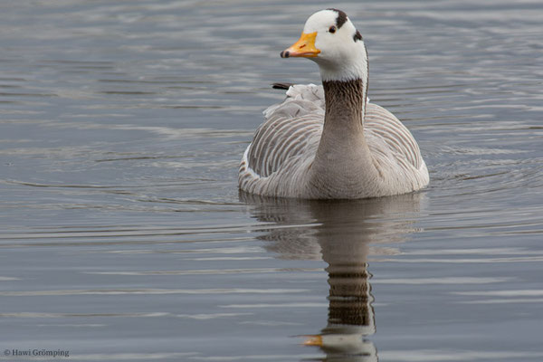 STREIFENGANS, BAR-HEADED GOOSE, ANSER INDICUS