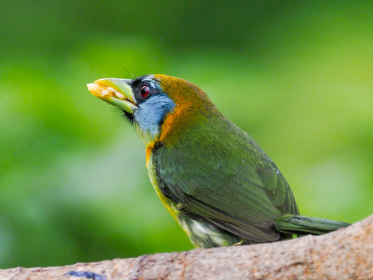 ANDENBARTVOGEL, RED-HEADED BARBET -  EUBUCCO BOURCIERII