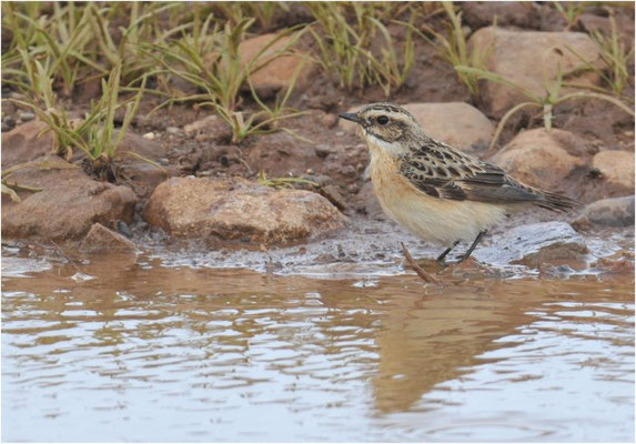 BRAUNKEHLCHEN, WHINCHAT, SAXICOLA RUBETRA