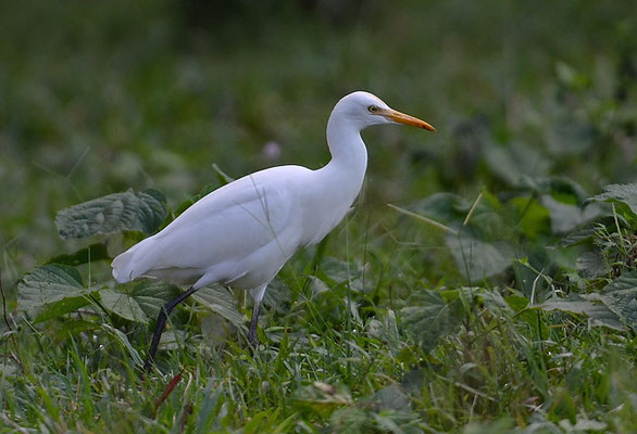 KUHREIHER, CATTLE EGRET, BUBULCUS IBIS