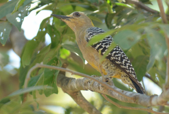 HOFFMANNSPECHT, HOFFMANN´S WOODPECKER, MELANERPES HOFFMANNII