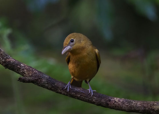 ROTKEHL-AMEISENTANGARE, RED-THROATED ANT-TANAGER, HABIA FUSCICAUDA 