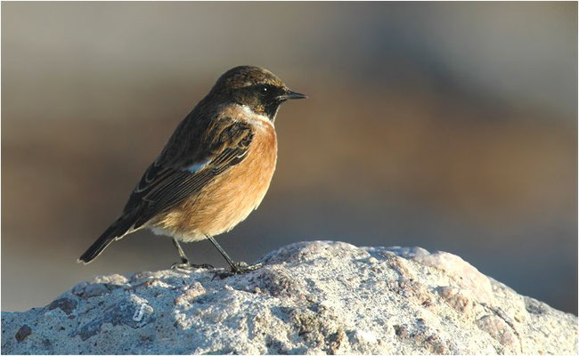 SCHWARZKEHLCHEN, STONECHAT, SAXICOLA TORQUATUS