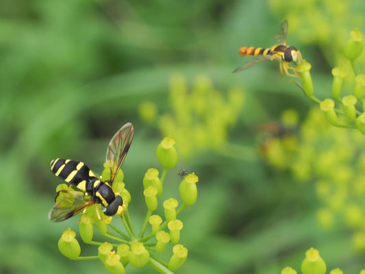 XANTHOGRAMMA PEDISSEQUUM, SPÄTE GELBRANDSCHWEBFLIEGE