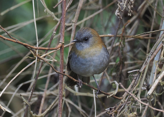 GRAUKEHL-MUSENDROSSEL, BLACK-BILLED NIGHTINGALE-TRUSH, CATHARUS GRACILIROSTRIS