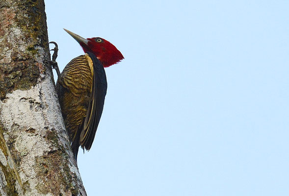 KÖNIGSSPECHT, PALE-BILLED WOODPECKER, CAMPEPHILUS GUATEMALENSIS