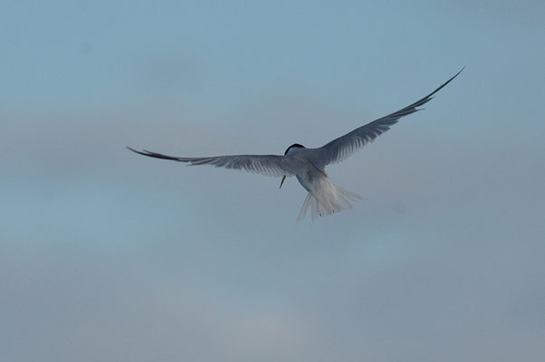 ZWERGSEESCHWALBE, LITTLE TERN, STERNULA ALBIFRONS