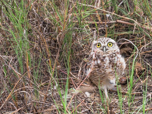 Kanincheneule, Burrowing Owl - Athene cunicularia