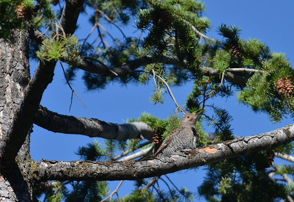 GOLDSPECHT, NORTHERN FLICKER, COLAPTES CHRYSOIDES
