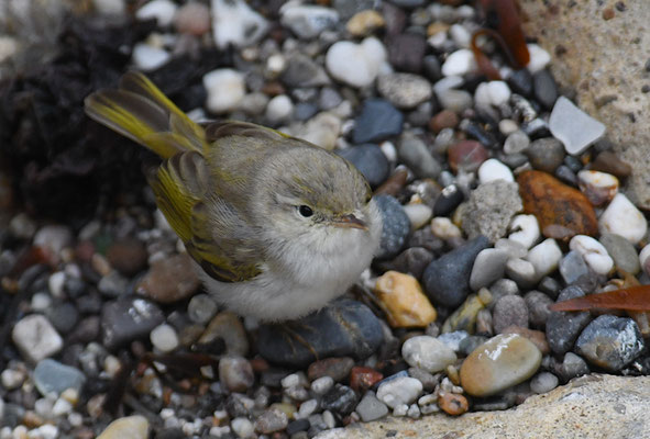 BERGLAUBSÄNGER, WESTERN BONELLI´S WARBLER, PHYLLOSCOPUS BONELLI