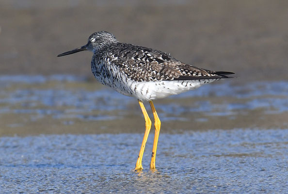 GROSSER GELBSCHENKEL, GREATER YELLOWLEGS, TRINGA MELANOLEUCA