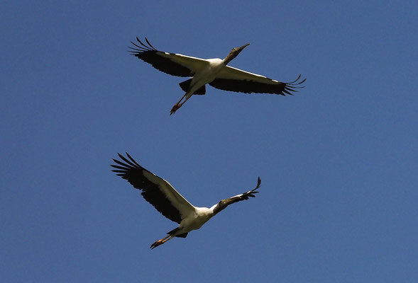 WALDSTORCH, WOOD STORK, MYCTERIA AMERICANA