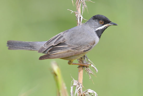 MASKENGRASMÜCKE, RÜPELL´S WARBLER, SYLVIA RUEPPELLI