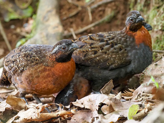 Rotstirnwachtel, Rufous-breasted Wood-Quail, Odontophorus speciosus